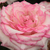 Biało - różowy - Róże rabatowe floribunda - Händel